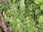 Reseda odorata  (Seed)